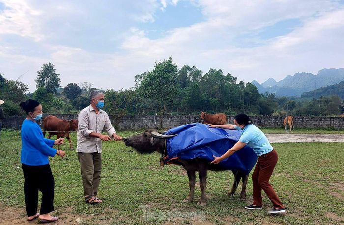 Nhiều người còn cẩn thận may thêm áo để mặc cho đàn gia súc.