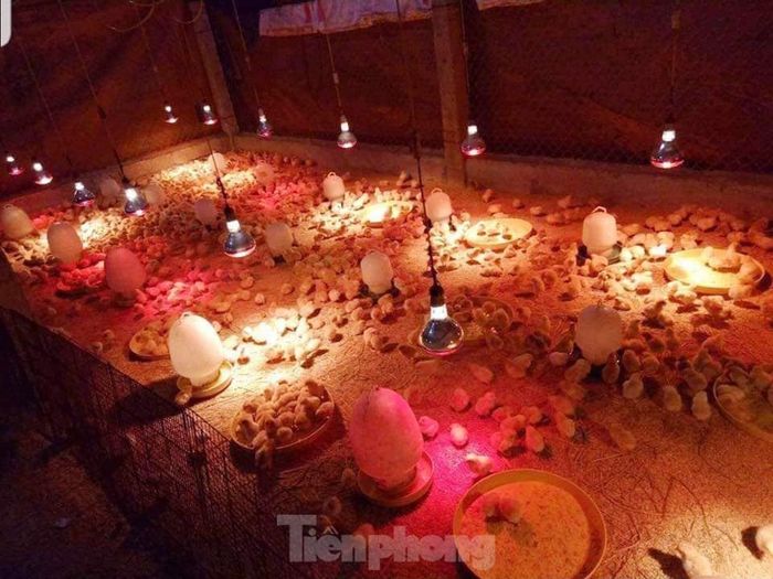 Lắp thêm đèn sưởi cho đàn gà để tránh rét.
