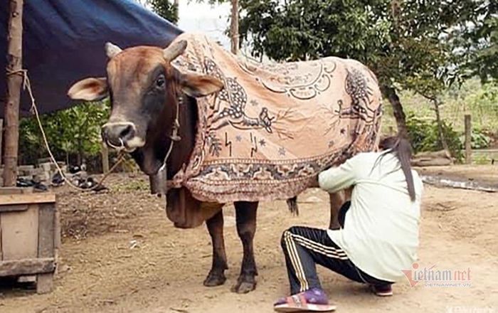 ... mặc chăn ấm cho bò