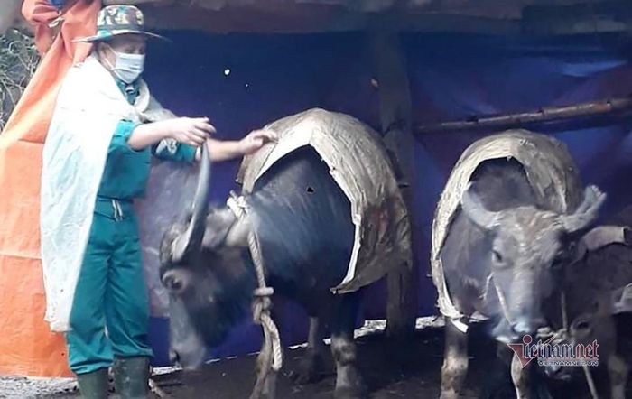 Trâu được mặc thêm tấm bạt để giữ ấm