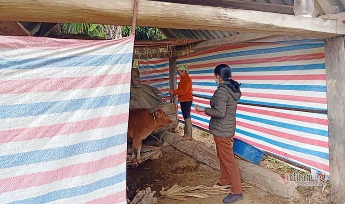 Con bò đã được che chắn trước đợt không khí lạnh tăng cường