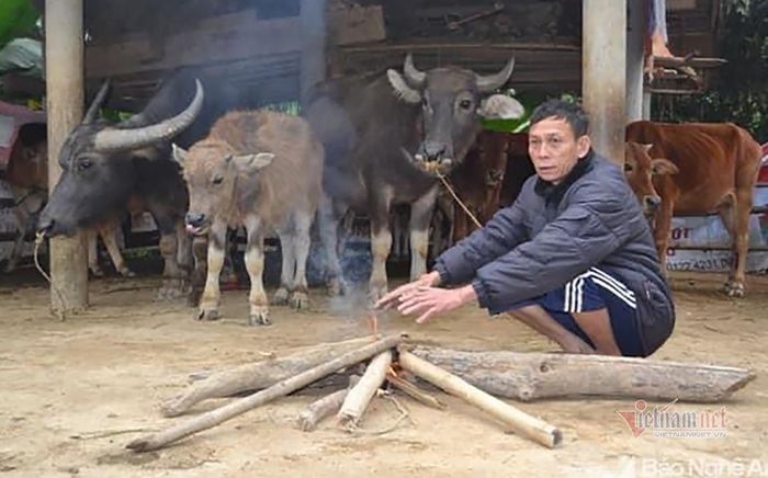 Nông dân ở huyện Quỳ Châu đốt lửa sưởi ấm cho trâu