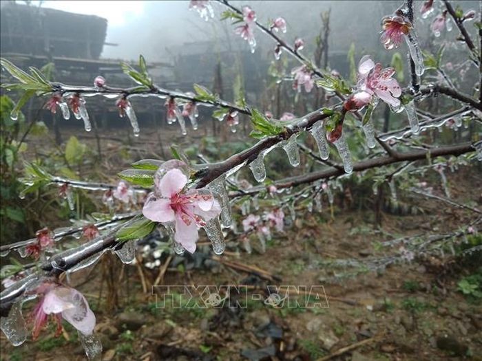 Băng giá phủ lên hoa đào trên một đỉnh núi thuộc xã Hồng An (huyện Bảo Lạc).