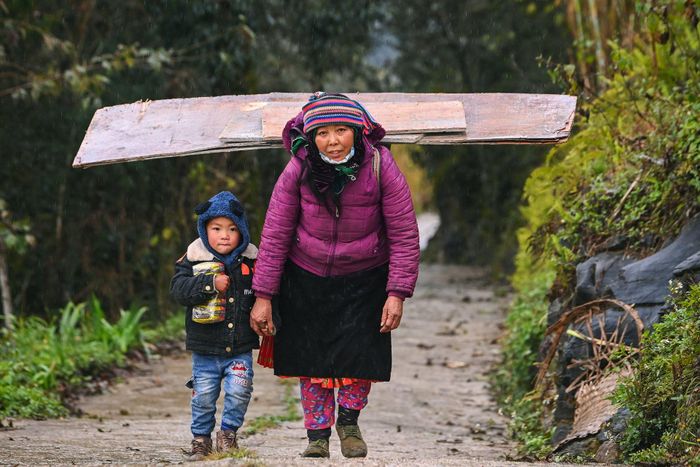  Chị Giàng Thị Chử cùng con trai vượt hơn 1 km đường đồi núi để xuống chợ lấy ván gỗ về che chắn chuồng gia súc. Đứa con trai 6 tuổi đã nghỉ học vài ngày nay để tránh rét cho tới khi nhà trường có thông báo mới. 