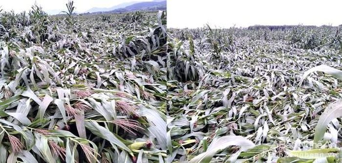 Ngô đông đổ rạp tại xã Tân Long, Tân Kỳ. Ảnh: Văn Trường