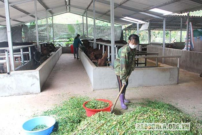 Người dân bản Chiềng Thi, xã Chiềng Pằn (Yên Châu) dự trữ thức ăn cho đàn gia súc.