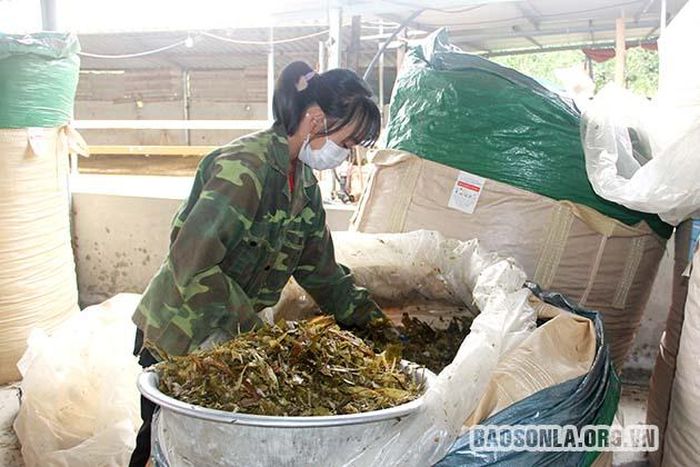 Cỏ voi được người dân xã Chiềng Pằn (Yên Châu) ủ chua làm thức ăn dự trữ cho gia súc.