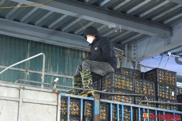 Mỗi một xe hàng thường gồm hàng trăm thùng hàng khác nhau và để chuyển tới những cửa hàng nhỏ thì các chủ hàng cần tới đội ngũ "cửu vạn". Trong ảnh một người đàn ông đang ngồi co ro trên xe hàng hoa quả tại chợ Long Biên vào tối muộn 21/2.