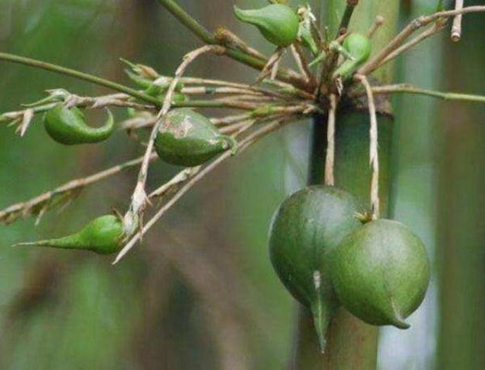 Mo nứa có lông màu trắng mịn. Mép mo ở trên có lông cao 0.1cm và dày. Bẹ mo có đáy dưới rộng 32-34cm, cao 22-24cm, đáy rộng 7-8cm. Phiên mo mác hẹp, nhọn đầu, rộng 2.2.2.4cm, cao7.5cm – 9cm.