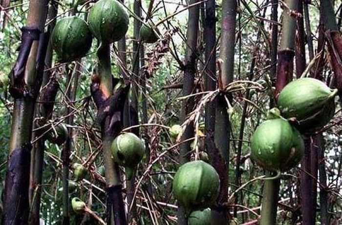 Có tin đồn cho rằng, quả của cây nứa trăm năm kết trái một lần, khi ra quả thì đó là điềm báo của hạn hán, đói kém. Tuy nhiên, theo GS Nguyễn Lân Dũng tre hay nứa đều là cây thực vật và việc ra hoa, quả là chuyện bình thường không có gì đặc biệt.