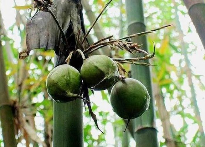Phía trong có lông mịn, đáy có lông dài cứng. Tai mo thấp, cao 0.2cm, lông thưa dài 1cm. Lưỡi mo cao 0.2cm, có lông cứng dày cao 0.4cm. Lá hình mác, phiến lá dài 10cm – 30 cm và rộng 3-7 cm. Đầu lá nhọn, hơi lệch, gân lá lộ rõ. Mặt dưới lá phủ lông mịn, cuống lá dài 0.2cm – 0.7cm.