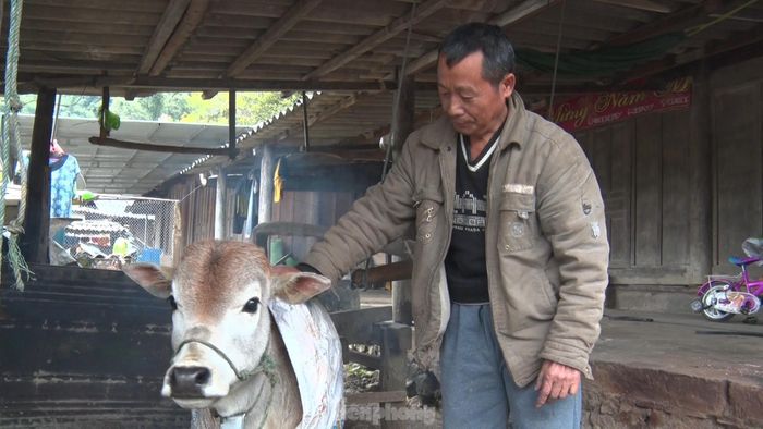 Còn tại huyện Quế Phong, Đoàn viên thanh niên tình nguyện đã cùng người dân vào rừng để lùa trâu, bò về chuồng nhằm hạn chế tối đa thiệt hại do rét đậm, rét hại.