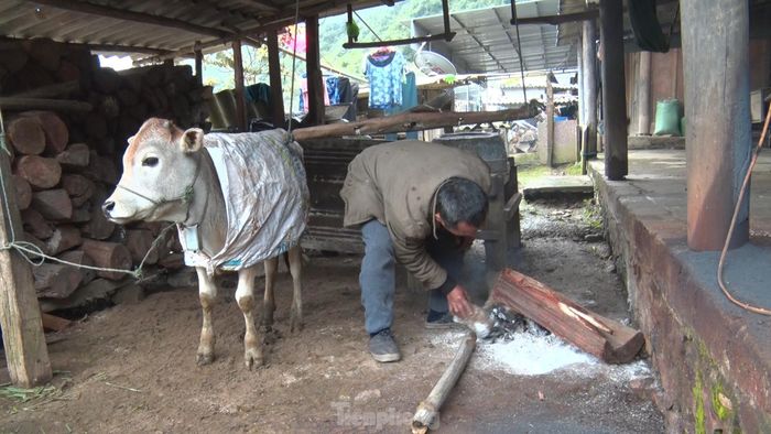 Ông Nguyễn Hữu Minh - Chủ tịch UBND huyện Kỳ Sơn, Nghệ An cho biết, nhiều trâu, bò của người dân đã bị chết do giá rét trong ít ngày qua. 