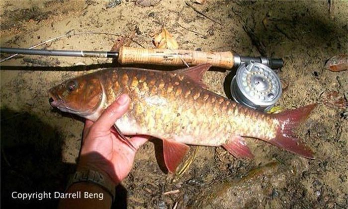 Cá Empurau là loài cá bản địa ở Sarawak, Malaysia. Ngoài ra, nó còn có thể được tìm thấy ở thượng nguồn của các con sông chính như Rajang, Baram, Limbang và Batang Ai.