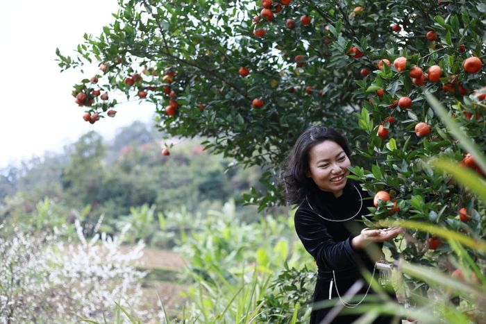 Khuổi Bắc mùa hoa trái