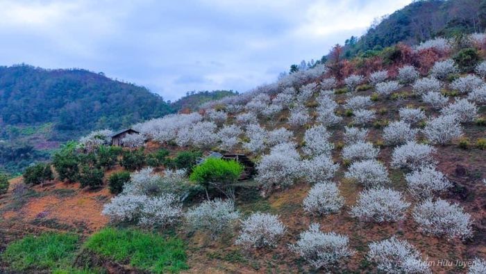 Bức tranh vườn mận trắng nhìn từ trên cao. (Ảnh: Phạm Hữu Tuyền)