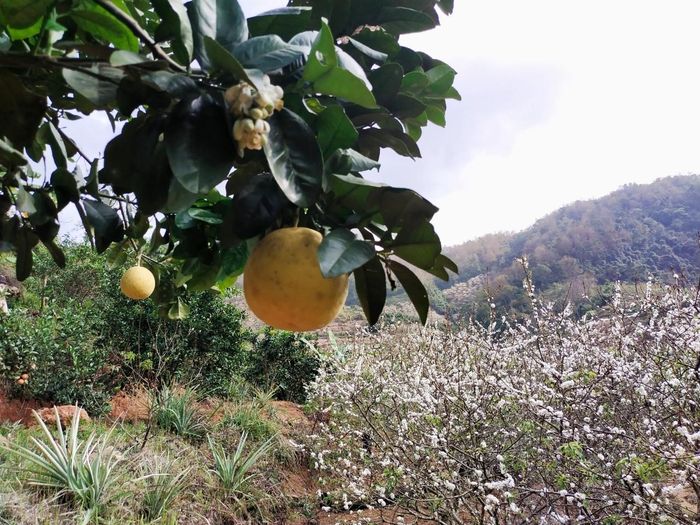 Khuổi Bắc mùa hoa trái