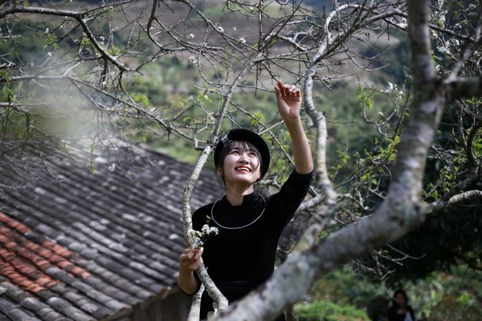 Những cánh hoa mỏng manh như e ấp khiến du khách mải mê ngẩn ngơ quên cả lối về.