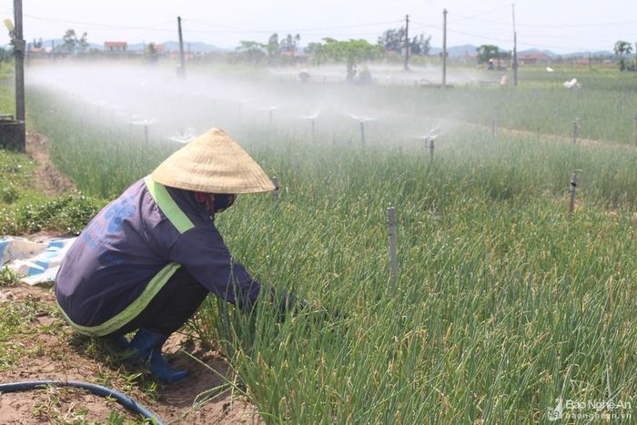 Nhiều diện tích hành lá ở Quỳnh Lưu bị cháy lá do sương muối và rét hại kéo dài. Ảnh: Thanh Phúc
