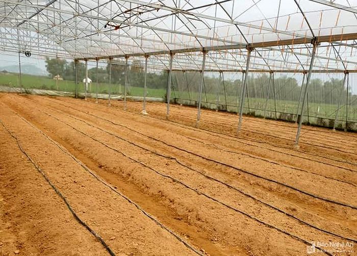 Nhiều nhà lưới ở xã Nghi Long (Nghi Lộc) sau khi thu hoạch hoa Tết chưa kịp xuống giống vụ rau do thời tiết rét đậm, rét hại. Ảnh: Thanh Phúc