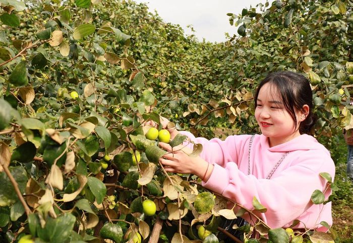 Người dân trải nghiệm, hái quả tại vườn táo ở thôn Hải Khê.