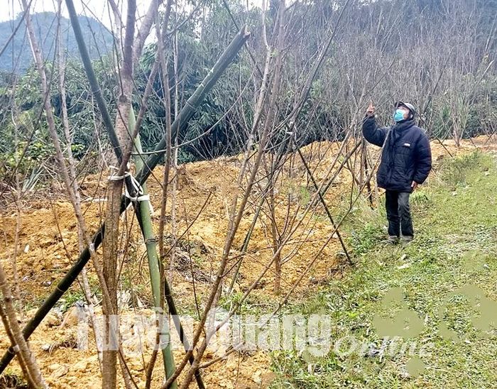 Đơn vị thường xuyên cử người đi kiểm tra những cây đào cảnh trồng trên Đèo Gà, bảo đảm đào sinh trưởng phát triển tốt.
