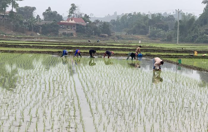 Nông dân đổi công để đẩy nhanh tiến độ cấy lúa xuân.