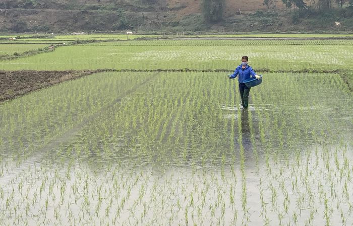 Bón phân NPK cho ruộng lúa mới cấy.