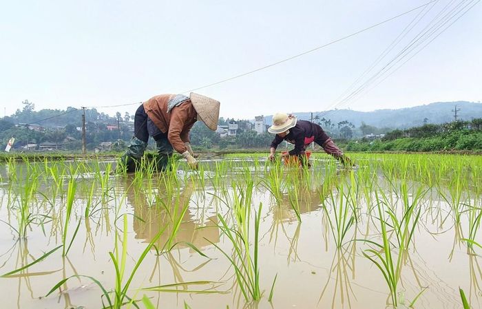 Những giống lúa lựa chọn đưa vào cấy là giống có khả năng chống chịu sâu bệnh và năng suất cao, như Hương Thơm số 7, Hương Thuần 8, Thiên ưu 8...