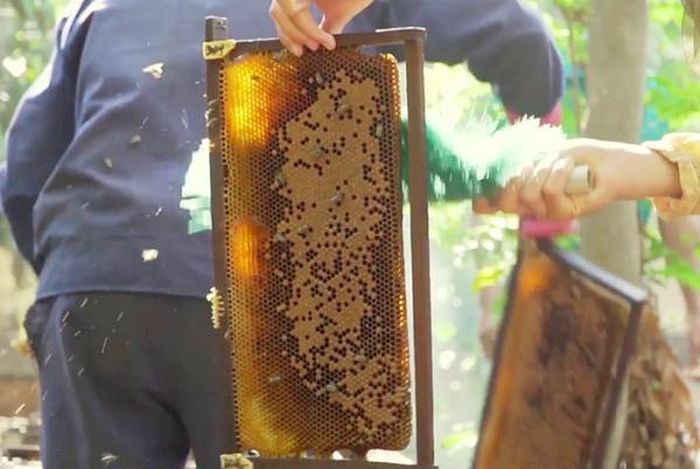 Cuối mùa, thành quả là những cầu ong đầy mật.
