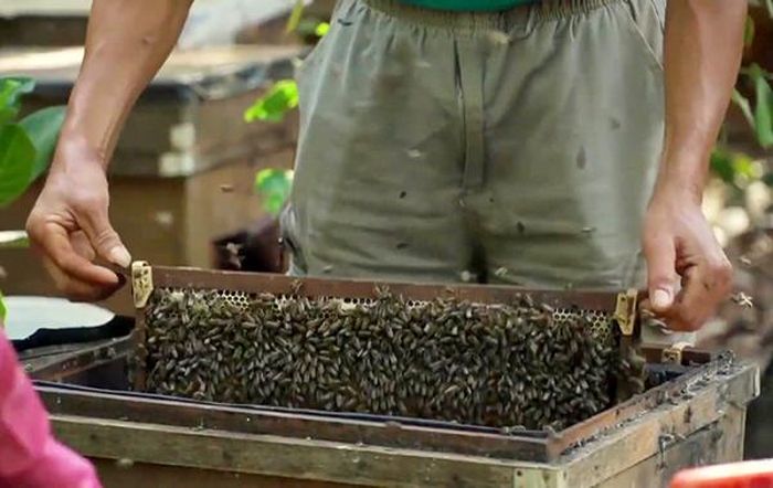 Người chăn ong di trú chỉ mong gặt hái được thành quả, đừng có rủi ro gì.