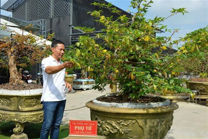  Cùng với cây mai vàng Tuệ Sâm, ông Vũ Đức Đông còn sở hữu 9 cây mai vàng khác với dáng thế độc, lạ. Ảnh: Nhựt An - TTXVN