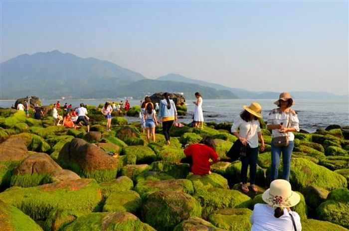 Vẻ đẹp độc đáo của bãi rêu Nam Ô thu hút nhiều du khách đến tham quan, chụp ảnh vào mùa rêu xanh. 