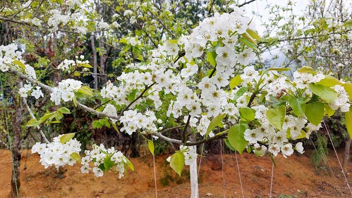 Nậm Pung mùa hoa lê trắng