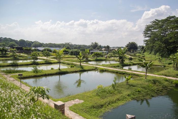 Với mức giá bán trung bình 3000 đô la/con, nhiều trang trại nuôi cá rồng thu về hàng triệu đô la mỗi năm.
