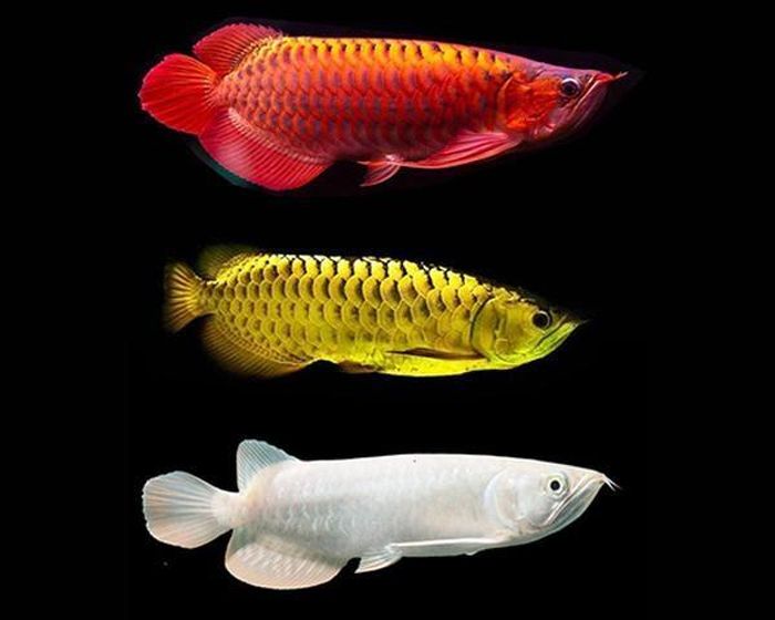Chi phí nâng mắt (90 đô la), làm cằm (60 đô la) và chỉnh sửa đuôi (60 đô la).