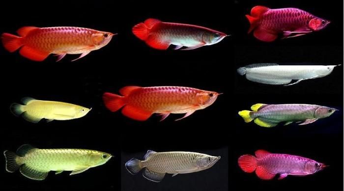 Khi môi trường sống ở vùng đất ngập nước tại Đông Nam Á suy giảm, cá rồng châu Á bắt đầu giảm về số lượng.