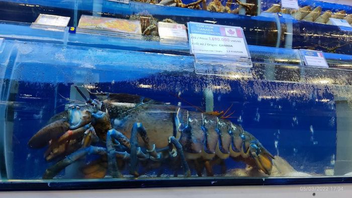 Tôm hùm "hiếm" này sẽ được đưa vào Viện Hải dương học Nha Trang để phục vụ nghiên cứu, bảo tồn