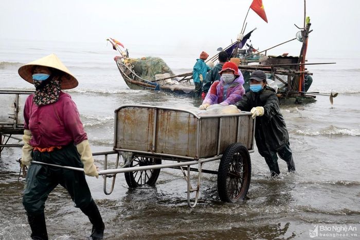 Phụ nữ vùng biển tham gia vận chuyển sứa vào bờ. Ảnh: Xuân Hoàng