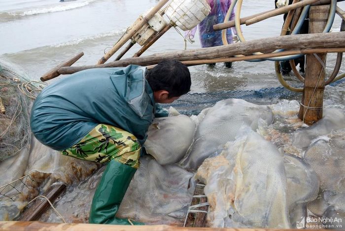 Bà con phấn khởi cho hay, con sứa to nặng, nên mỗi bè mảng sau một đêm có thể đánh bắt được hàng tấn sứa, có những bè mang về 6 - 7 tấn, nên không thể vào đến bờ, mà phải dừng cách bờ chừng 50m, sau đó vận chuyển sứa vào bằng xe kéo tay. Ảnh: Xuân Hoàng