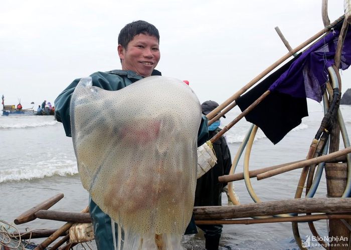 Lão ngư Nguyễn Văn Tiến trú ở xã Diễn Hải cho biết, thời gian đánh bắt sứa thường đi từ chiều hôm trước đến sáng ngày mai mới về. Mỗi con sứa có trọng lượng từ 30 - 40 kg nên việc vận chuyển cũng khá vất vả. Ảnh: Xuân Hoàng