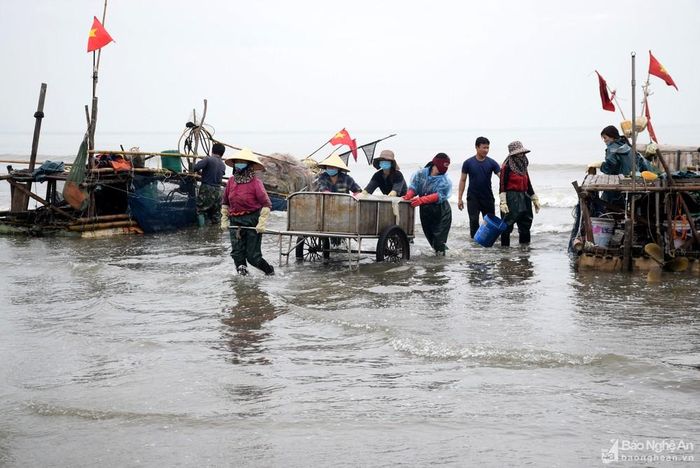 Khi bè mảng về đến sát bờ, bà con huy động nhân lực sử dụng xe kéo để tăng bo sứa từ bè mảng vào bờ. Vì thế, cảnh vận chuyển, mua bán sứa ở đây hối hả hơn vào mỗi buổi sáng. Ảnh: Xuân Hoàng