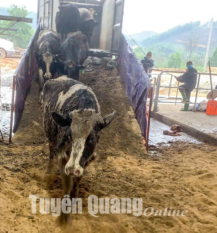 Đàn bò được vận chuyển đến Trang trại bò sữa của Công ty cổ phần Hồ Toản được xây dựng tại thôn 14, xã Mỹ Bằng (Yên Sơn)