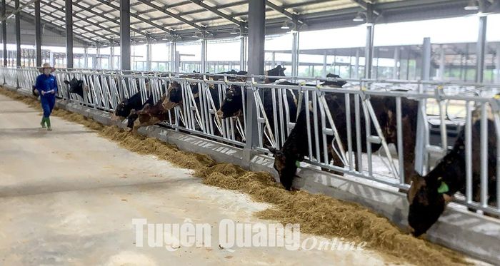 Đàn bò sau khi nhập về công ty sẽ được nuôi cách ly theo dõi y tế.