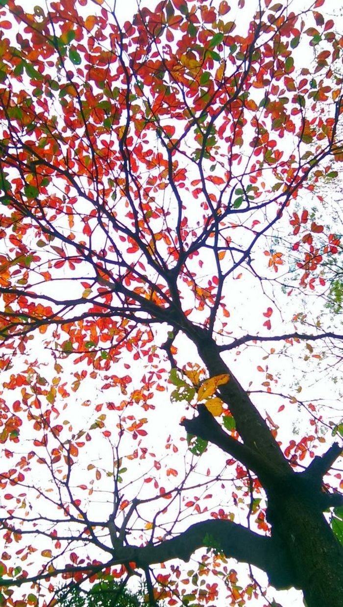 Hà Nội rực rỡ tấm áo mới với màu đỏ của lá bàng. Ảnh: Phạm Hậu - TTXVN
