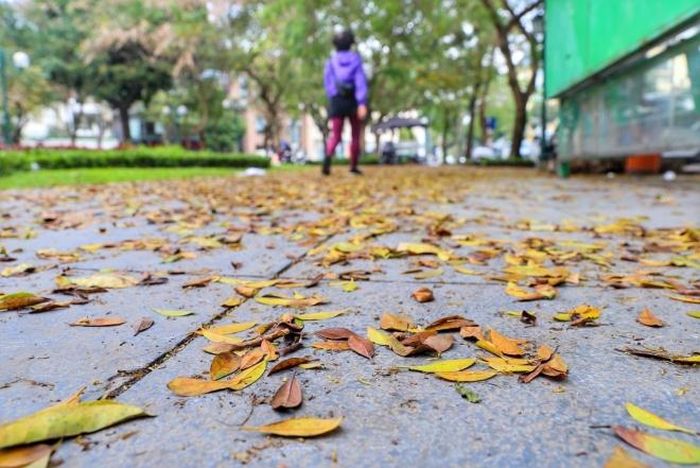 Lá rụng phủ kín những vỉa hè Thủ đô. Ảnh: Tuấn Đức - TTXVN