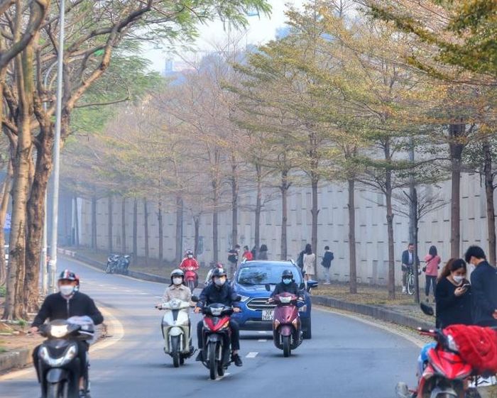Một góc đường Bưởi được nhuộm vàng mùa cây bàng thay lá. Ảnh: Tuấn Đức - TTXVN