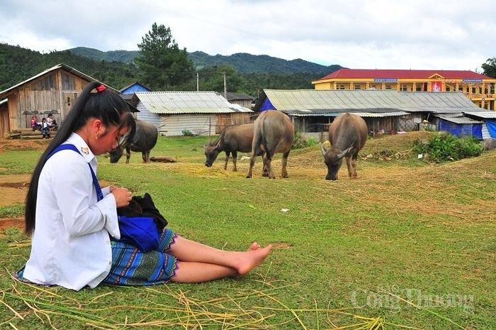 Cô gái người dân tộc Mông (huyện Mù Cang Chải, Yên Bái) tranh thủ thêu váy áo trong lúc đi chăn trâu