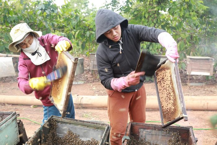 Dù thời gian thu hoạch mật kéo dài quanh năm nhưng tháng 3 vẫn là thời điểm thu hoạch mật được nhiều và ngon nhất.