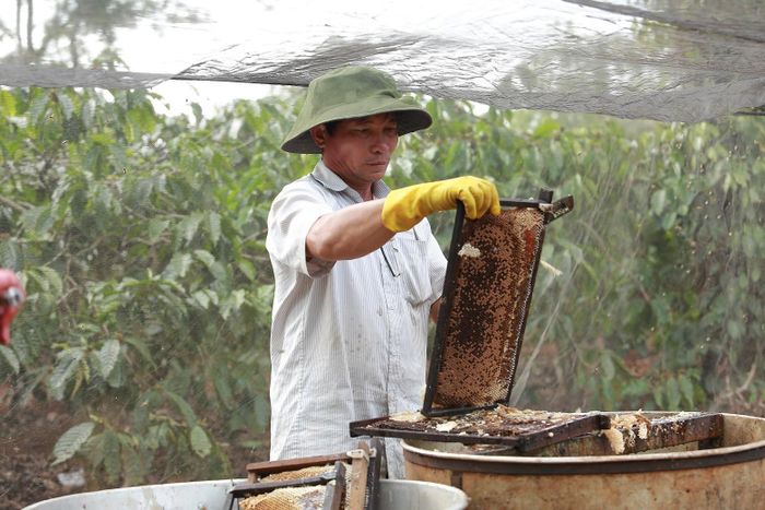 Người nuôi nong chuẩn bị đưa cầu ong vào thùng quay mật.